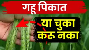 गव्हाच्या पेरणीमध्ये ‘आडवी-उभी’ पद्धत टाळा; भरघोस उत्पादनासाठी फक्त एकाच बाजूने पेरणी करा