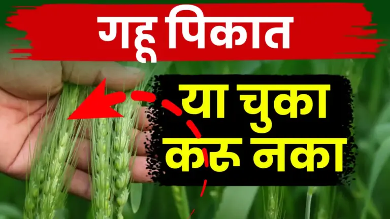 गव्हाच्या पेरणीमध्ये ‘आडवी-उभी’ पद्धत टाळा; भरघोस उत्पादनासाठी फक्त एकाच बाजूने पेरणी करा